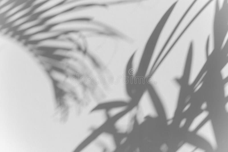 Palm Shadow.