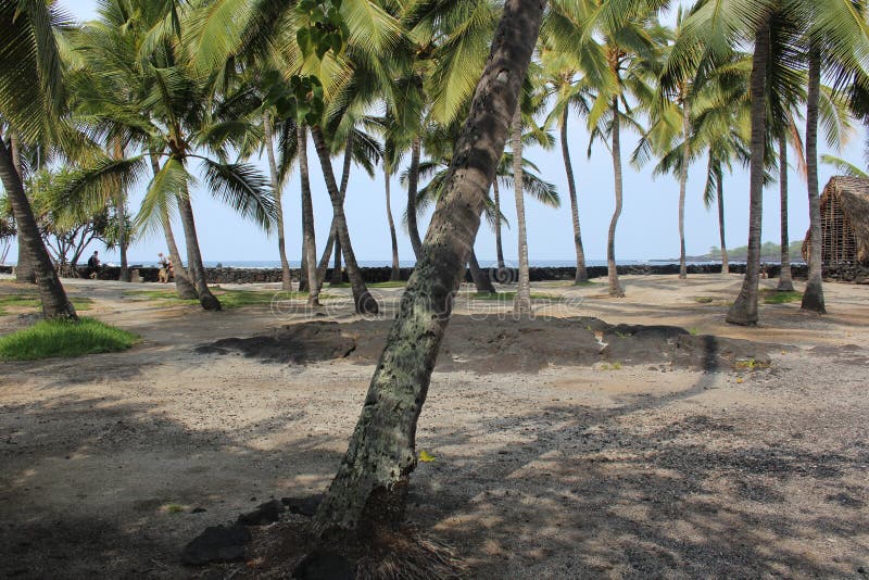 Shady Coconut Grove In Hawaii Picture. Image 26917581