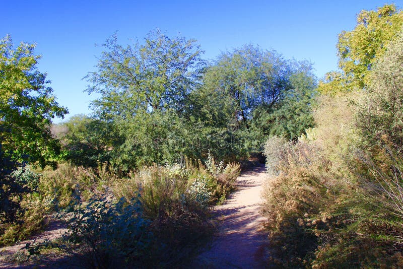 A shady desert path