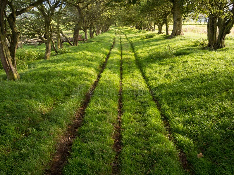 Shady Green Lane Track with Trees