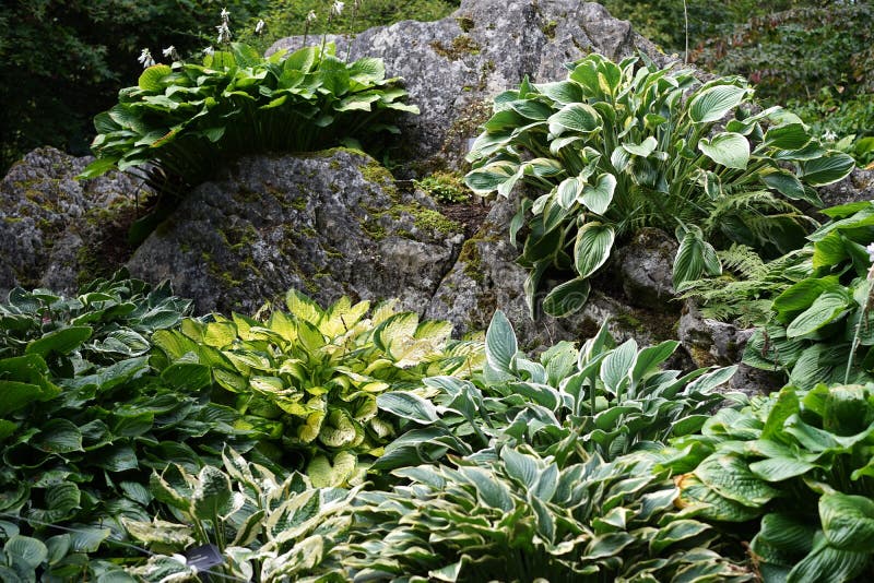 Shady hostas are great for adding color and texture. Hostas enjoy damp soil and do well in the UK as well as the Pacific NW in the United States. The many royalty free stock photo Shady hostas are great for adding color and texture. Hostas enjoy damp soil and do well in the UK as well as the Pacific NW in the United States. The many royalty free stock photo