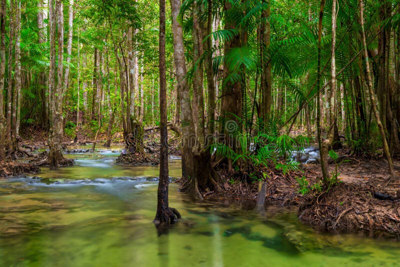 Shady jungle with a beautiful clean river