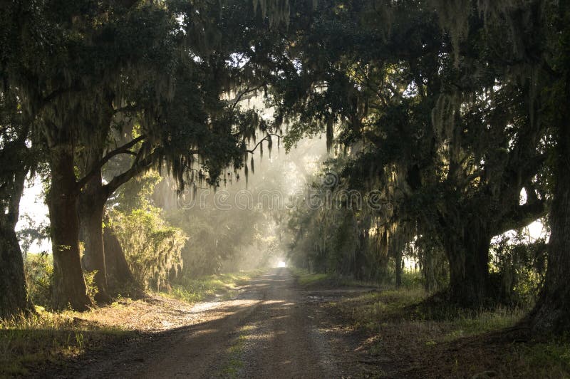Shady Oak Lane stock photo. Image of light, shadow, lane 18067034