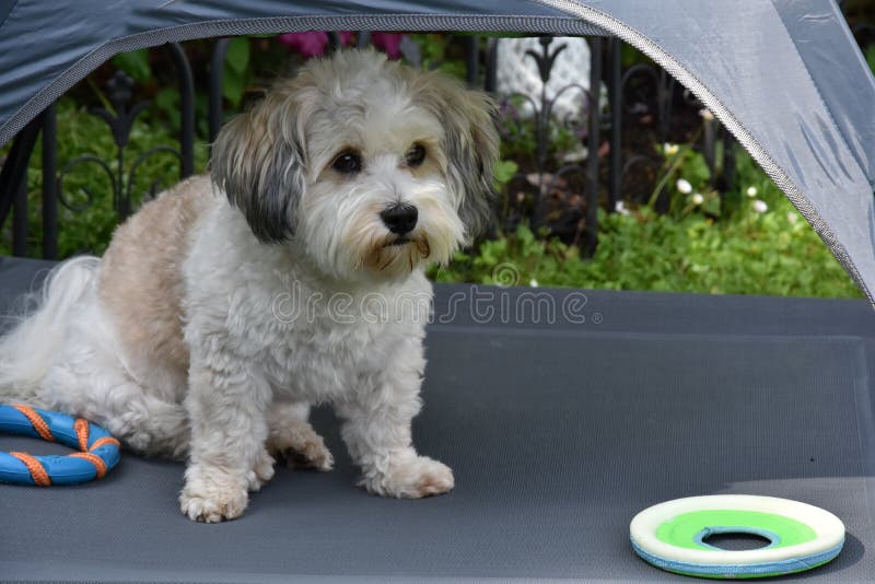 Dog sits under a tent in the shade