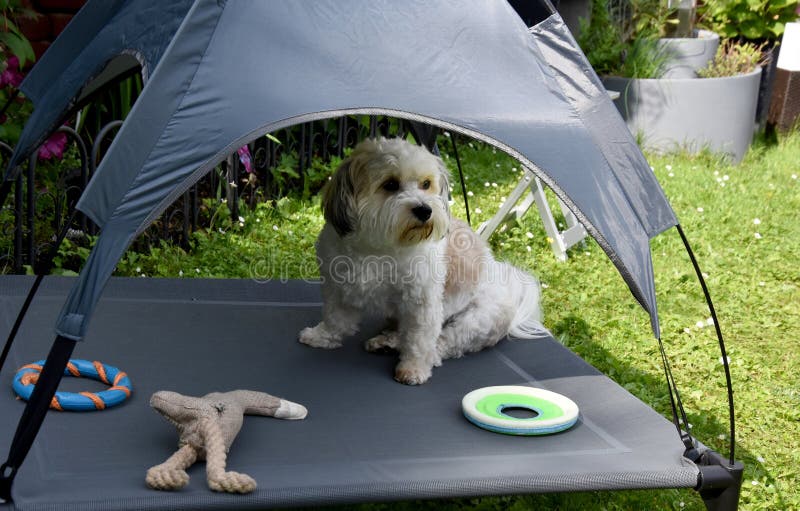 Dog sits under a tent in the shade