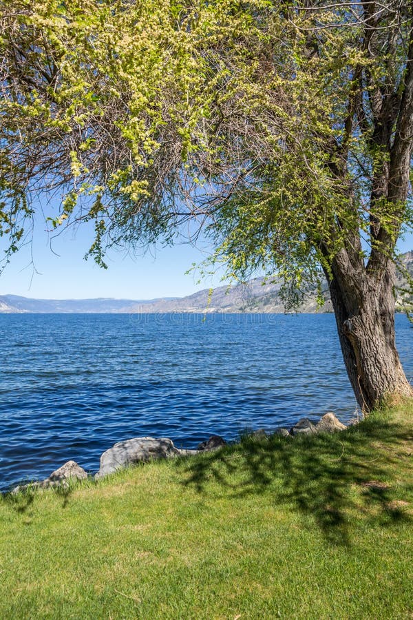 Shady tree along Okanagan lake shore, Naramata