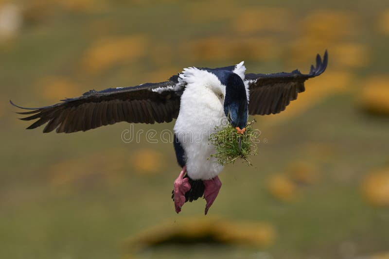 Shag imperial en fuga en la isla falkland imagen de archivo