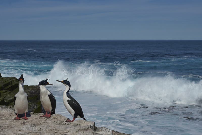 Shag Imperial en los acantilados de la isla de los leones marinos foto de archivo libre de regalías
