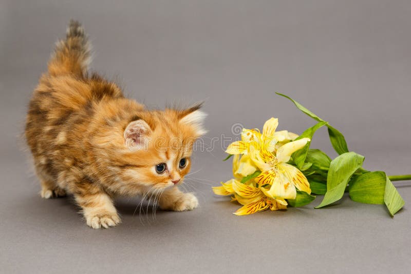  Shaggy  Dog And Tabby  Cat Sitting Together Stock Photo 