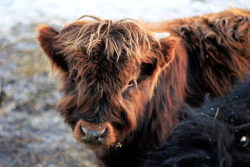 Shaggy Brown Highlander Calf Shaggy Brown Highlander Calf