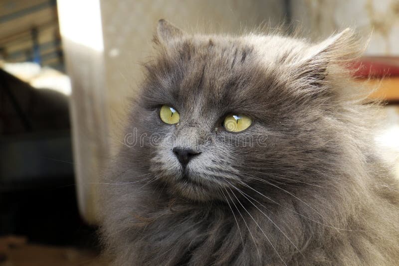  Shaggy  Dog And Tabby  Cat Sitting Together Stock Photo 