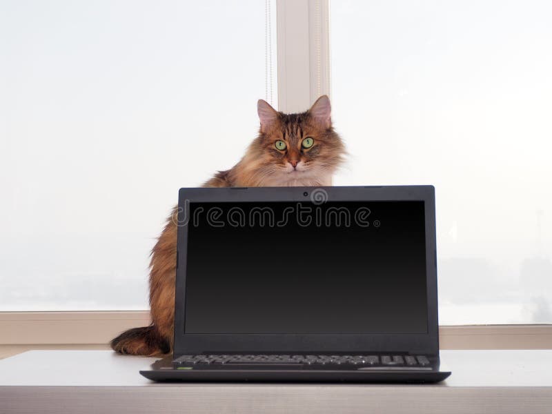 Shaggy cat with laptop. concept of computer consultation