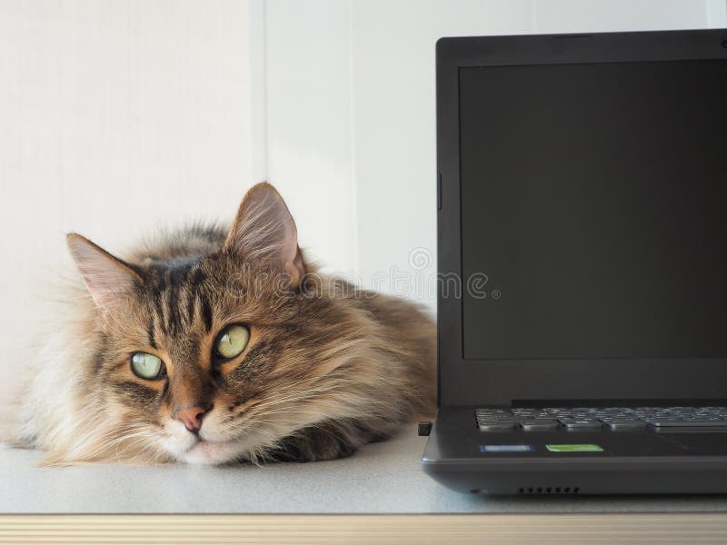 Shaggy cat with laptop. concept of computer consultation