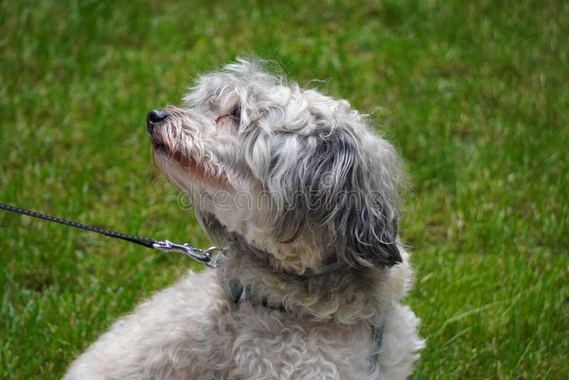Shaggy Curly-haired Dog Gray on a Leash on a Walk on a Background of Green  Grass, a Friend of Man, a Pet. the Care of the Friars Stock Image - Image of