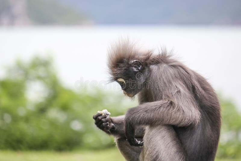 This dusky leaf monkey is curiously peaking out of the bushes in