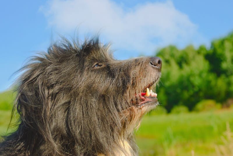Shaggy dog stock image. Image of hair, head, pets, nature 10441315