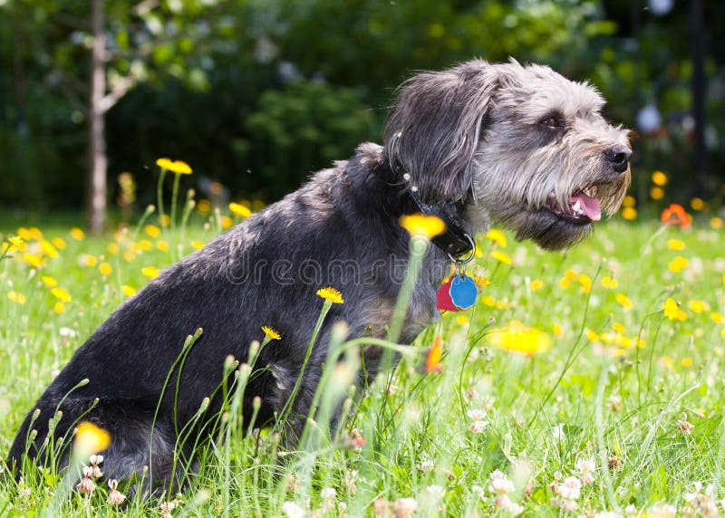 Shaggy Dog stock photo. Image of lawn, sheepdog, grass 15852730