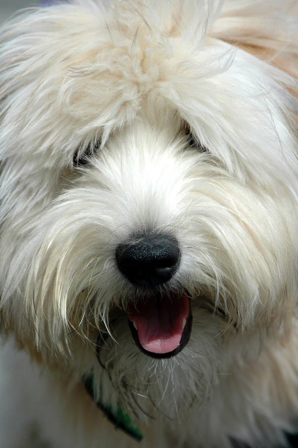 Shaggy sheepdog 2025