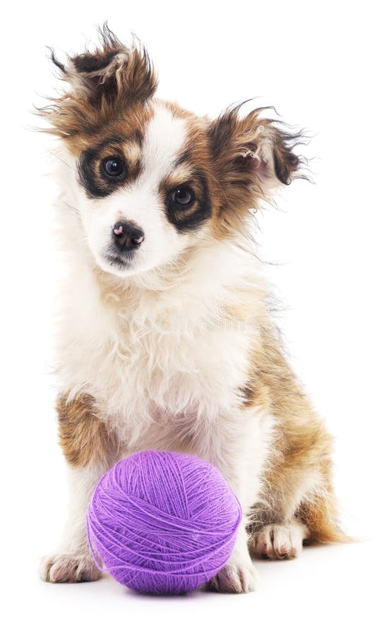 Shaggy dog with purple balls.