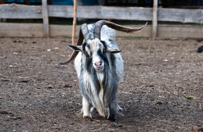 Shaggy haired goat on the farm
