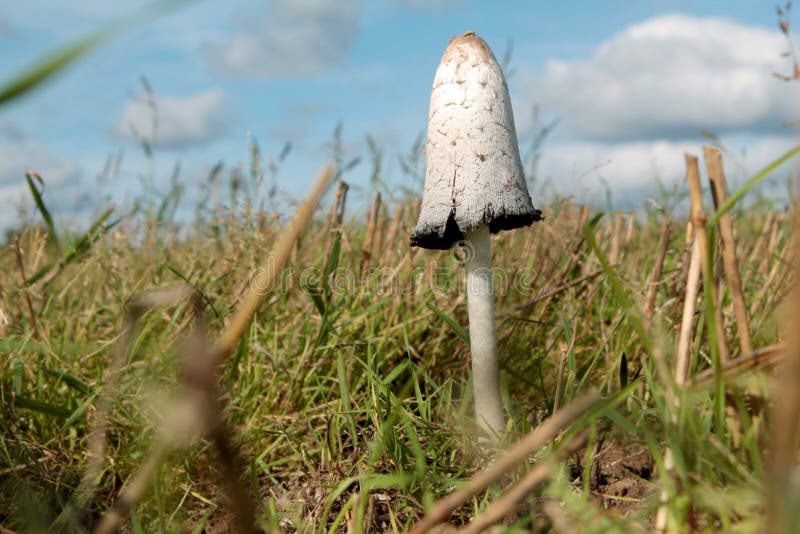 Shaggy Ink Cap mushroom