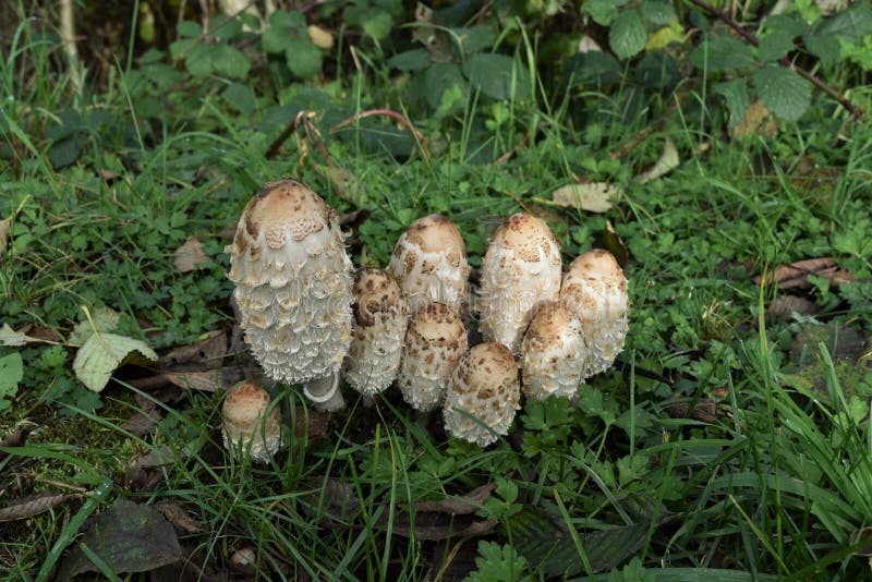 Shaggy Mane Mushroom