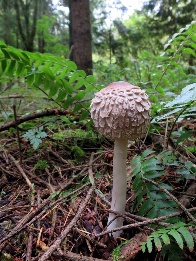 Shaggy Parasol Mushroom - Chlorophyllum olivieri