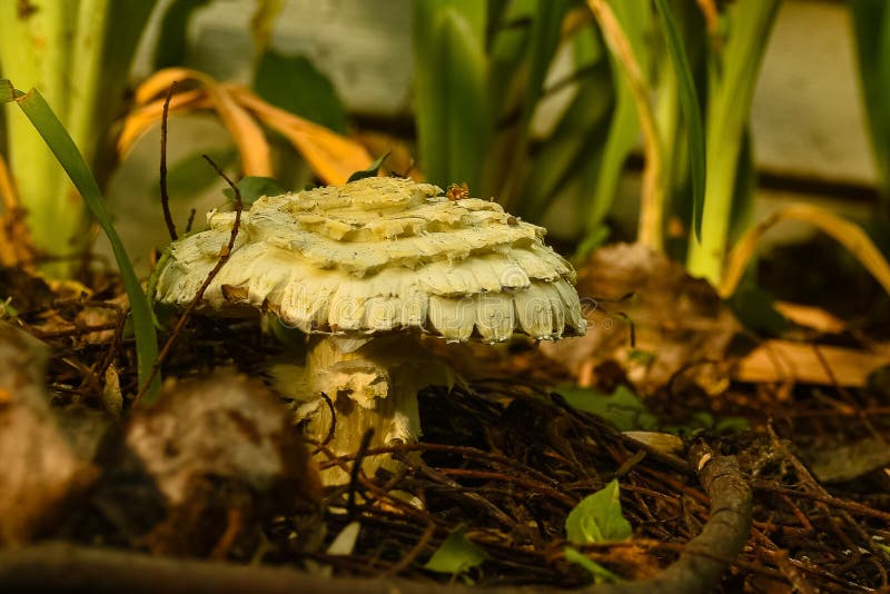 Shaggy Parasol Mushroom &x28;Chlorophyllum rhacodes&x29