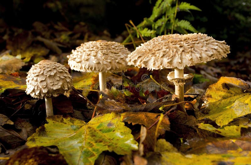 Shaggy Parasol Mushrooms