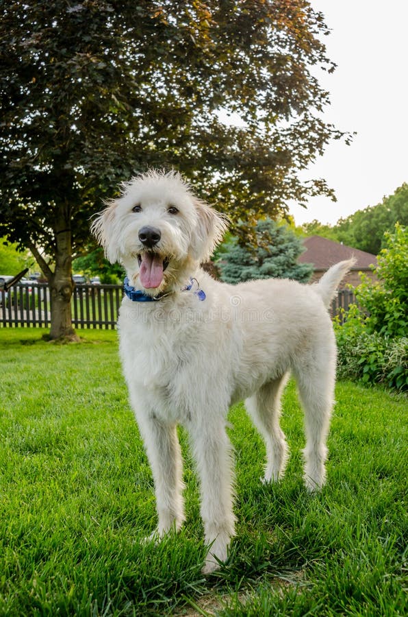 Shaggy White Labradoodle stock image. Image of tall, friend 57954827