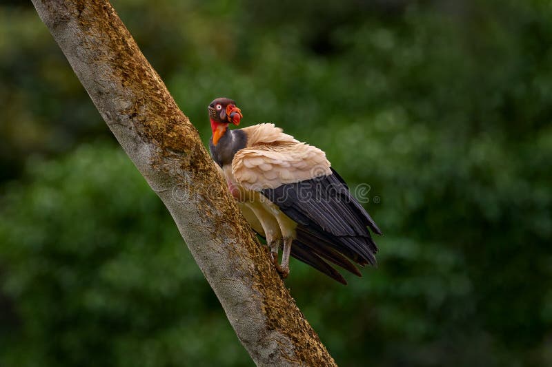 Shake dust of plumage feather. King vulture, Sarcoramphus papa, large bird from Colombia. Wildlife scene from tropical nature. royalty free stock image.