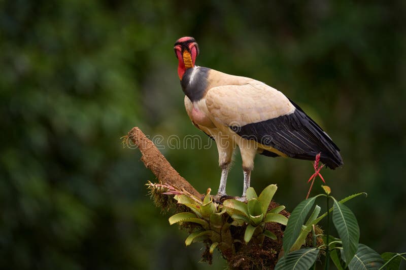 Shake dust of plumage feather. King vulture, Sarcoramphus papa, large bird from Colombia. Wildlife scene from tropical nature. stock images