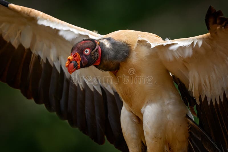 Shake dust of plumage feather. King vulture, Sarcoramphus papa, large bird from Colombia. Wildlife scene from tropical nature. stock images