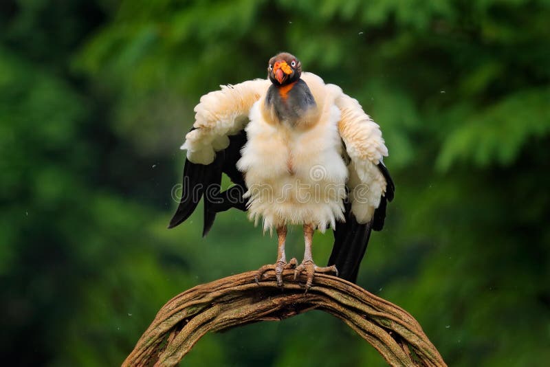 Shake dust of plumage feather. King vulture, Sarcoramphus papa, large bird found in Central and South America. Wildlife scene royalty free stock image.