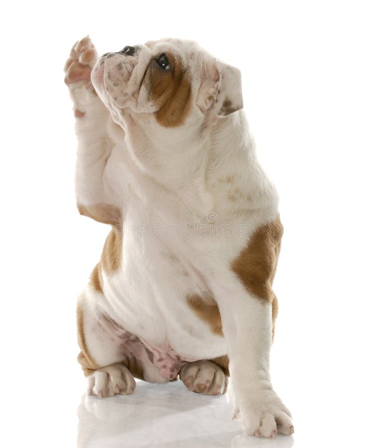 Dog shake a paw stock image. Image of shake, purebred 28258813