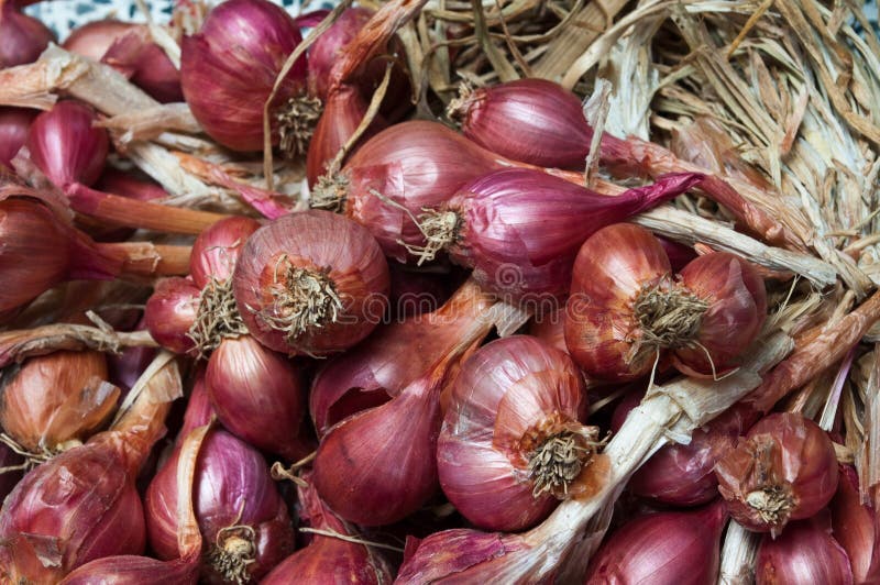 Shallots stock photo. Image of shallots, healthy, aroma 15351496