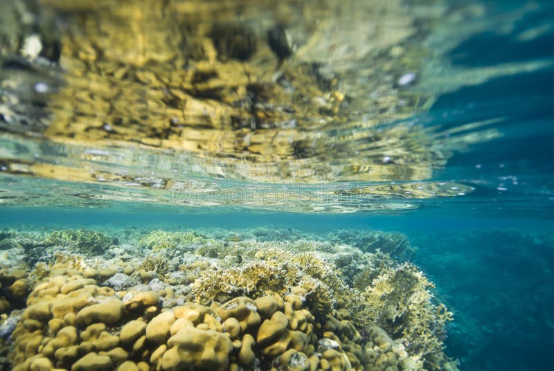 Shallow and colorful tropical coral reef.