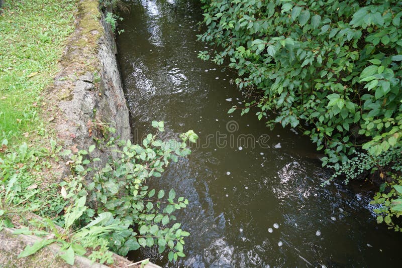 Shallow Creek Lined with Thick Vegetation Stock Photo Image of