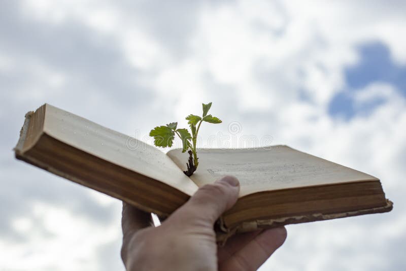 Shallow depth of field, close up. Hand holding a vintage book, with a green sprout growing from the middle