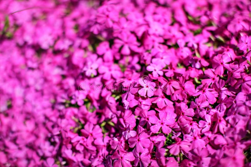 Shallow depth of field photo, only few flowers in focus, pink flowerbed. Abstract spring garden floral background royalty free stock images Shallow depth of field photo, only few flowers in focus, pink flowerbed. Abstract spring garden floral background royalty free stock images
