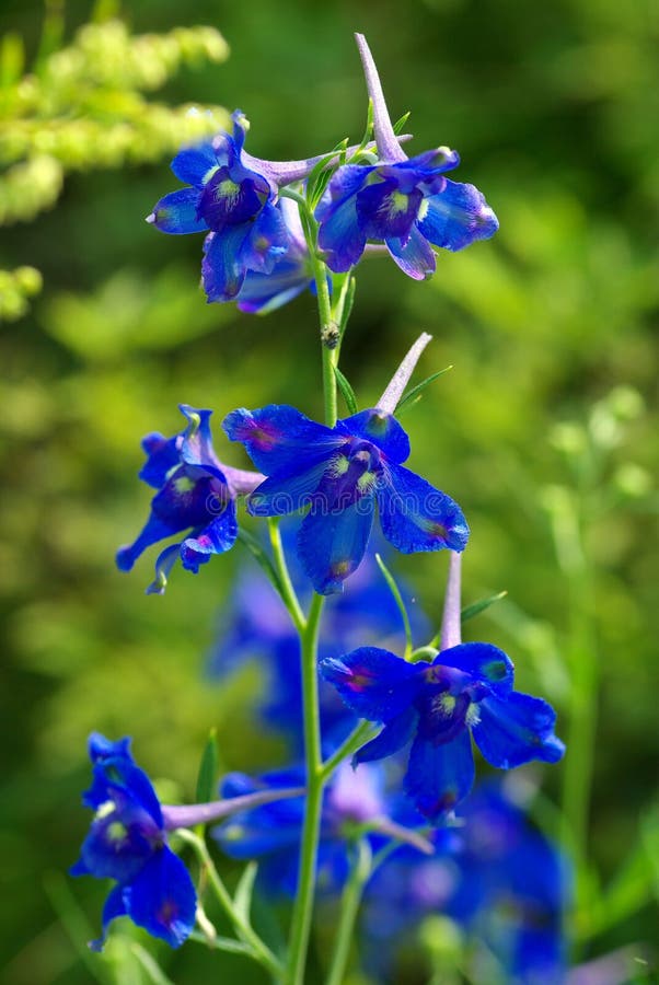 Shallow Focus of Blue Siberian Larkspur Flowers with Blur Background ...