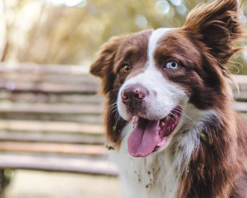 Premium Photo  A closeup shot of a spotted border collie blue merle dog  with heterochromia eyes