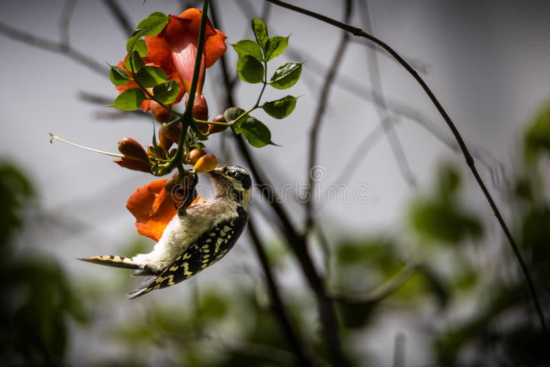 Shallow Focus Shot of a Downy Woodpecker Bird Pecking on a Fruit of a