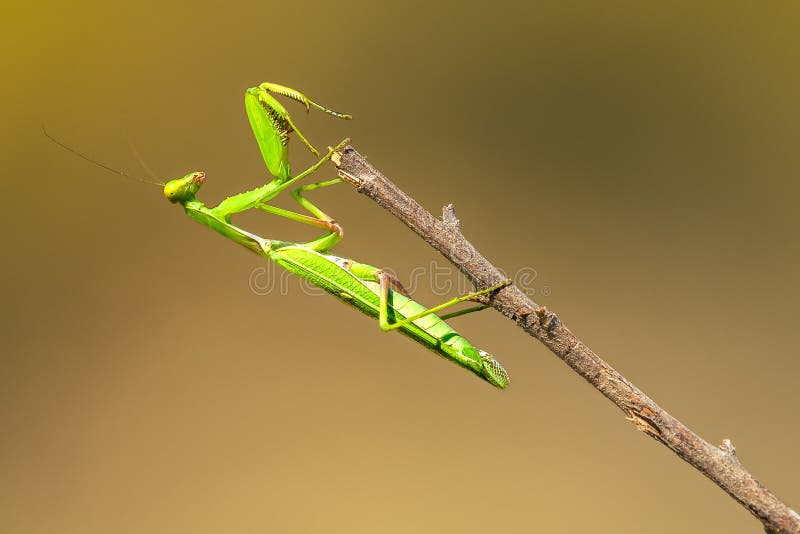 Praying Mantis Jump Stock Photos Free & RoyaltyFree Stock Photos from Dreamstime