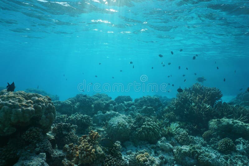 Shallow ocean floor with coral reef and fish