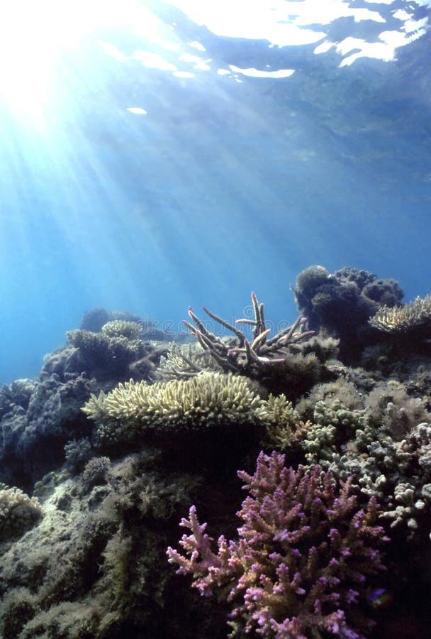Shallow Pacific Reef