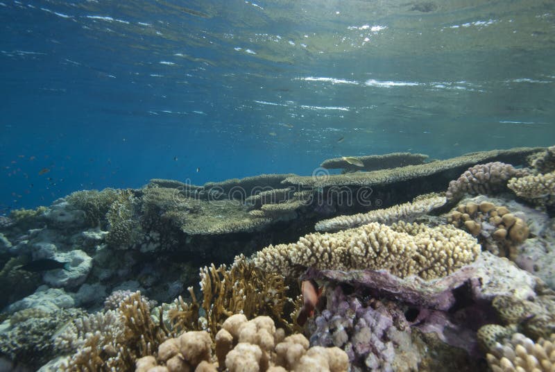 Shallow tropical coral reef