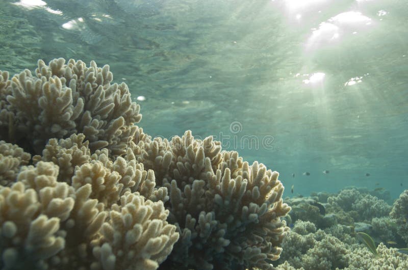 Shallow tropical coral reef, natural light.