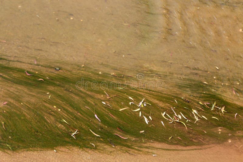 Shallow water color royalty free stock images