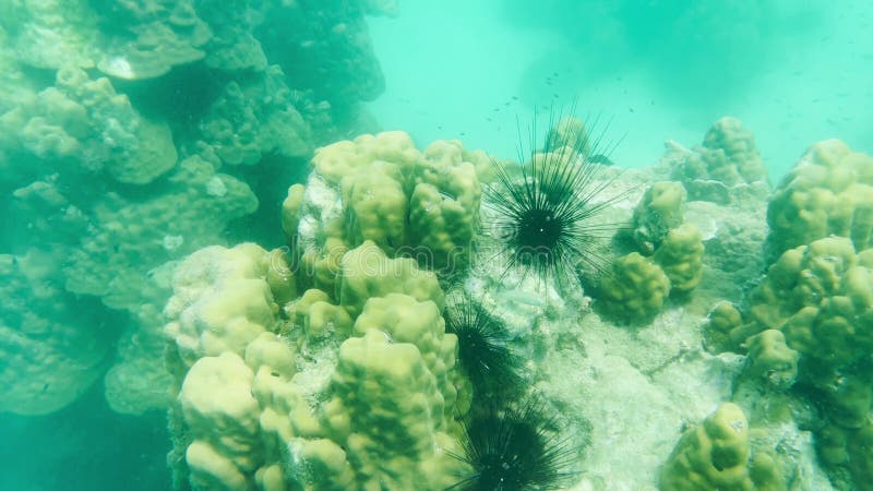 Shallow water coral with fish, shellfish and beautiful sea creatures reflected by the water surface stock footage
